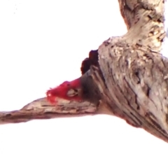 Callocephalon fimbriatum (identifiable birds) at Cook, ACT - 7 Aug 2024