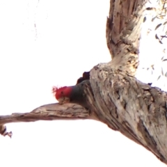 Callocephalon fimbriatum (identifiable birds) at Cook, ACT - 7 Aug 2024