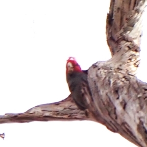 Callocephalon fimbriatum (identifiable birds) at Cook, ACT - 7 Aug 2024