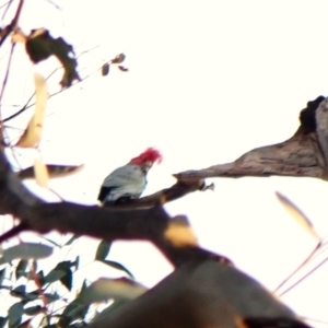 Callocephalon fimbriatum (identifiable birds) at Cook, ACT - 7 Aug 2024