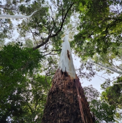 Eucalyptus grandis (Flooded Gum, Rose Gum) at Acton, ACT - 9 Aug 2024 by Steve818