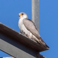 Falco hypoleucos (Grey Falcon) at Opalton, QLD - 27 Jul 2019 by MichaelBedingfield