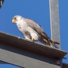 Falco hypoleucos at Opalton, QLD - 28 Jul 2019