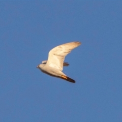 Falco hypoleucos at Opalton, QLD - 28 Jul 2019