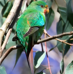 Lathamus discolor at Mount Annan, NSW - suppressed