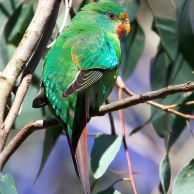 Lathamus discolor (Swift Parrot) at Mount Annan, NSW - 9 Jul 2023 by jb2602