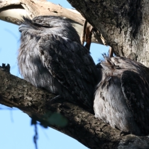 Podargus strigoides at Mount Annan, NSW - 9 Jul 2023