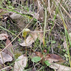 Pterostylis ophioglossa at Carnarvon Park, QLD - 9 Aug 2024