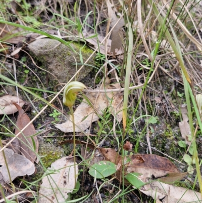 Pterostylis ophioglossa (Snake-tongue Greenhood) at Carnarvon Park, QLD - 9 Aug 2024 by AliClaw