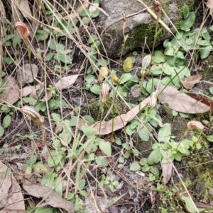 Pterostylis ophioglossa at Carnarvon Park, QLD - 9 Aug 2024