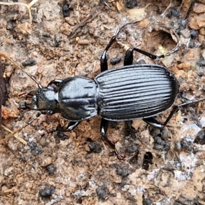 Carabidae sp. (family) at Lake George, NSW - 8 Aug 2024 by trevorpreston