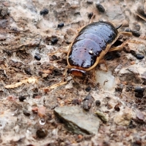 Melanozosteria dookiensis at Lake George, NSW - 9 Aug 2024 09:51 AM