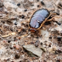 Melanozosteria dookiensis at Lake George, NSW - 9 Aug 2024 09:51 AM