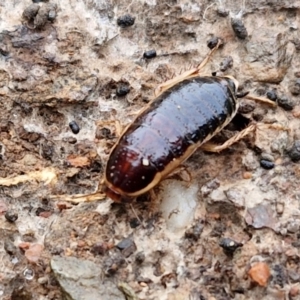 Melanozosteria dookiensis at Lake George, NSW - 9 Aug 2024 09:51 AM