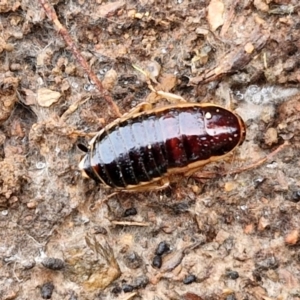 Melanozosteria dookiensis at Lake George, NSW - 9 Aug 2024 09:51 AM