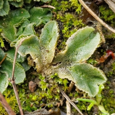 Riccia sp. (genus) at Lake George, NSW - 8 Aug 2024 by trevorpreston