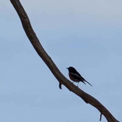 Petroica boodang (Scarlet Robin) at Lawson, ACT - 9 Aug 2024 by mroseby