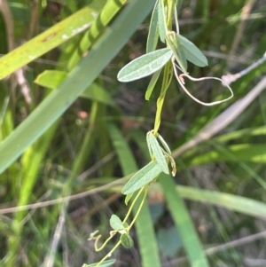 Glycine clandestina at Farringdon, NSW - 7 Aug 2024 01:33 PM