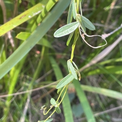 Glycine clandestina (Twining Glycine) at Farringdon, NSW - 7 Aug 2024 by JaneR