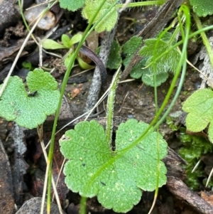 Hydrocotyle hirta at Farringdon, NSW - 7 Aug 2024