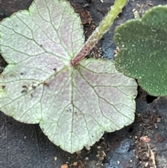 Hydrocotyle hirta at Farringdon, NSW - 7 Aug 2024