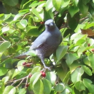 Coracina lineata at Kuranda, QLD - 9 Aug 2024