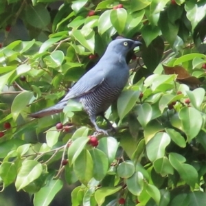 Coracina lineata at Kuranda, QLD - 9 Aug 2024