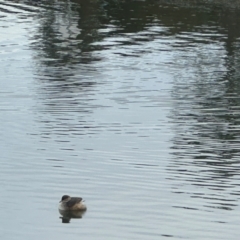 Tachybaptus novaehollandiae (Australasian Grebe) at Gungahlin, ACT - 9 Aug 2024 by yomama