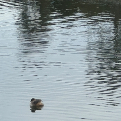 Tachybaptus novaehollandiae (Australasian Grebe) at Gungahlin, ACT - 9 Aug 2024 by MegFluke