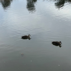 Anas superciliosa (Pacific Black Duck) at Gungahlin, ACT - 9 Aug 2024 by MegFluke