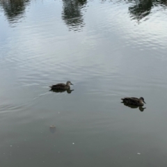 Anas superciliosa (Pacific Black Duck) at Gungahlin, ACT - 9 Aug 2024 by yomama