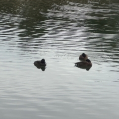 Aythya australis (Hardhead) at Gungahlin, ACT - 9 Aug 2024 by MegFluke