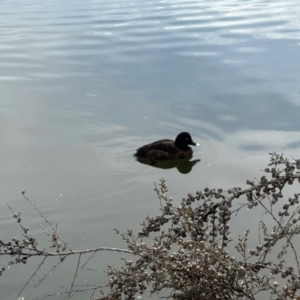 Aythya australis at Gungahlin, ACT - 9 Aug 2024 10:56 AM