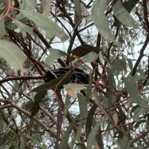 Perga sp. (genus) at Gungahlin, ACT - 9 Aug 2024 11:02 AM