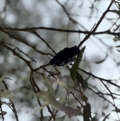 Perga sp. (genus) at Gungahlin, ACT - 9 Aug 2024 11:02 AM