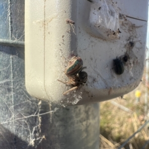 Calomela sp. (genus) at Murrumbateman, NSW - suppressed