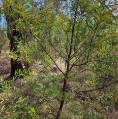 Acacia rubida (Red-stemmed Wattle, Red-leaved Wattle) at Tharwa, ACT - 9 Aug 2024 by ChrisHolder