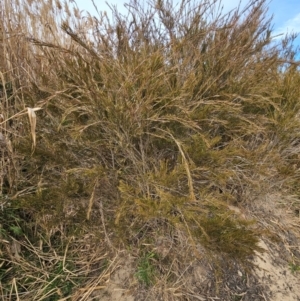 Callistemon sieberi at Tharwa, ACT - 9 Aug 2024 11:07 AM