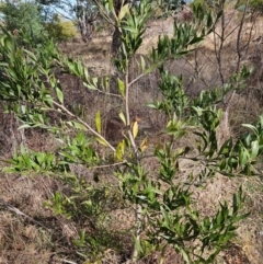 Acacia melanoxylon (Blackwood) at Tharwa, ACT - 9 Aug 2024 by ChrisHolder