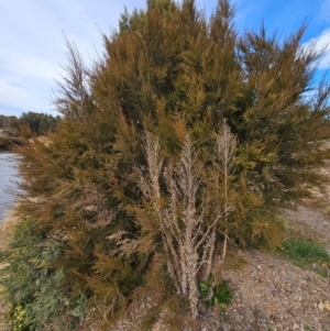 Kunzea ericoides at Gordon, ACT - 9 Aug 2024