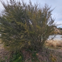 Kunzea ericoides at Gordon, ACT - 9 Aug 2024