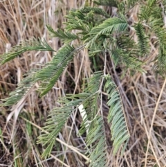 Acacia dealbata (Silver Wattle) at Gordon, ACT - 9 Aug 2024 by ChrisHolder