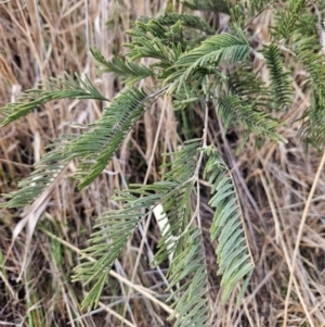 Acacia dealbata at Gordon, ACT - 9 Aug 2024