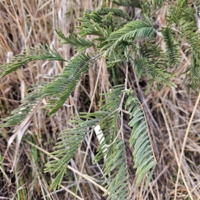 Acacia dealbata (Silver Wattle) at Gordon, ACT - 9 Aug 2024 by ChrisHolder