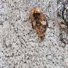 Eurypella tasmaniensis at Goulburn, NSW - 9 Aug 2024