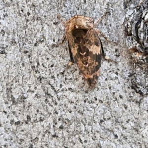 Eurypella tasmaniensis at Goulburn, NSW - 9 Aug 2024 02:53 PM