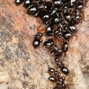 Formicidae (family) at Goulburn, NSW - 9 Aug 2024