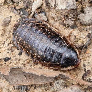 Calolampra sp. (genus) at Goulburn, NSW - 9 Aug 2024