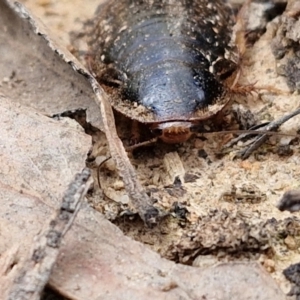 Calolampra sp. (genus) at Goulburn, NSW - 9 Aug 2024