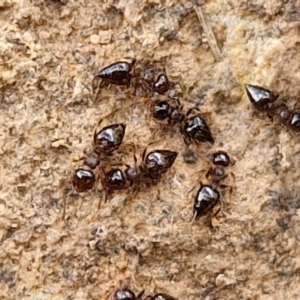 Crematogaster sp. (genus) at Goulburn, NSW - 9 Aug 2024 02:38 PM